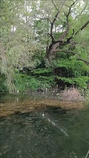 1.7K views · 27 reactions | 4 pounder decided to slurp the . #topwaterfishing #topwaterexplosions #hollowbodyfrog #topwaterfrog #ladybirdlake #austintexas | Fishing Frog | Facebook