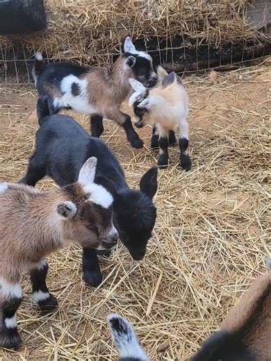 baby goat playtime #goatmaidens #goats #babygoats #farmlife #fyp | baby goats