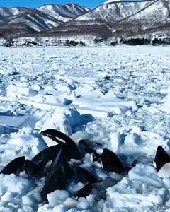 45K views · 252 reactions | Poor orcas are stranded on drift ice! | MetDaan Tips | Facebook