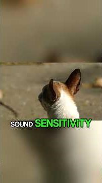 You’ve Been Reading This Dog Behavior All Wrong 😲 | Why Dogs Howl at Sirens 🎶