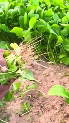 Pertanian desa dengan gesit memanen sayuran hijau ini dengan tangan kosong #shorts