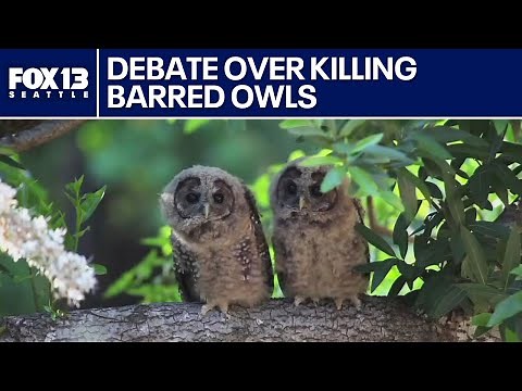 Debate over plan to kill barred owls | FOX 13 Seattle