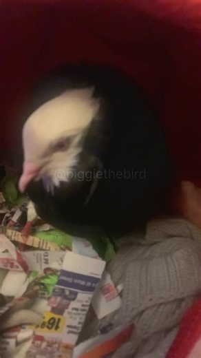 Big Mama's Adorable Broody Behavior