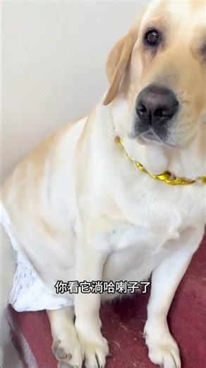 Top 10 Tips for Labrador Training and Care