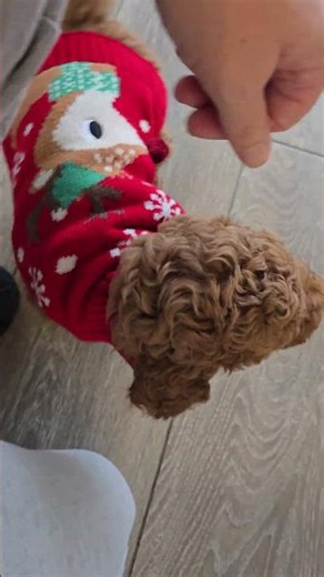 8 weeks old labradoodle