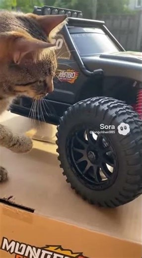 Cat tapping the front tire #shortvideo #rcbians