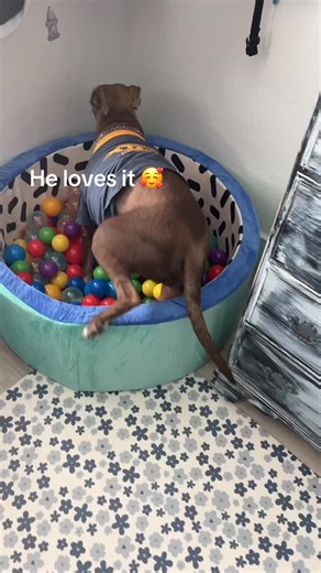 Grace Alverez on Instagram: "He loves it #fypppppppppppppppppppppppppppppppppppppppppppppppppppppppppppppppppppppp"