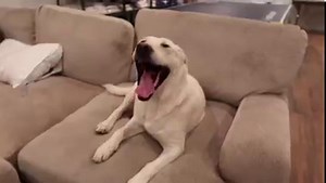 14K views · 1.7K reactions | Giving My Labrador A Bath... | Life With Labradors | Facebook