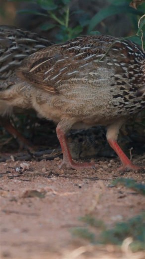 Crested Francolin | Bospatrys | *