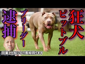 【即削除】闘犬ピットブル逃走でブリーダーが逮捕された事件の真相語ります