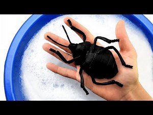 Sea Animals and Bugs for Kids | Educational Video For Kids