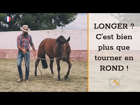 Longer un Cheval : les Bases Indispensables pour son Éducation | Guide Pas-à-Pas du Travail au Sol