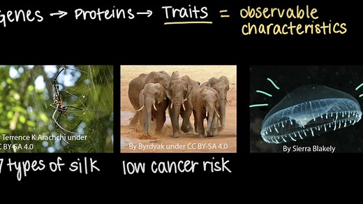 Genes, proteins, and traits