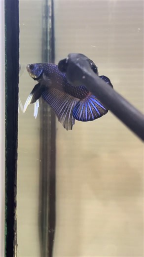 ปลากัดป่าพัฒนา แฟนซี (Wild Betta Hybrid Fantasy) #ปลากัดป่าพัฒนาสีสัน #ปลากัดป่าพัฒนา #ปลากัดสวยงาม #bettafish #BPW.Betta Fish