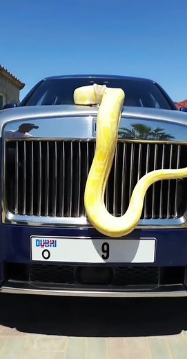 Luxury Car and Python: A Unique Dubai Encounter