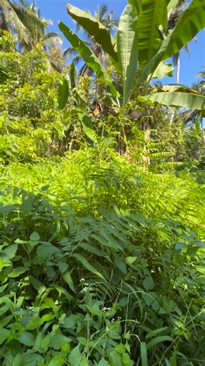 2.1K views · 44 reactions | Visiting my farm in west Bali . ️ Sometimes, not everything goes the way we want — but that’s life. What matters is how we keep moving forward with gratitude and peace in our hearts.  #SimpleLife #BaliVibes #GratefulHeart | Bali Tour Guide | Facebook