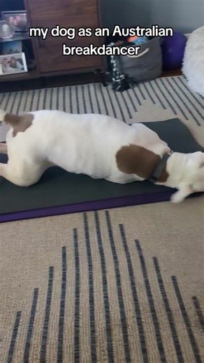 My Dog as an Australian Breakdancer