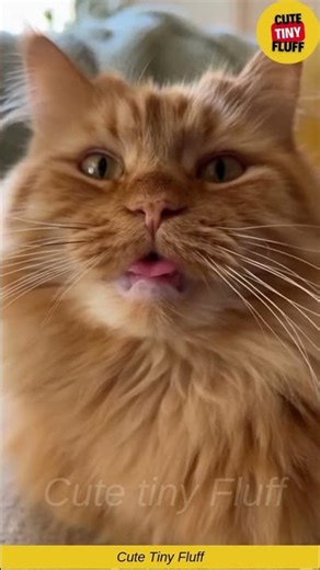 😺🎭 This Dramatic Cat Reacted Like It Was a Movie Scene 😭✨