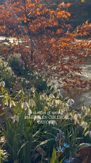 #magdalencollege #springinoxford | Magdalen College, Oxford