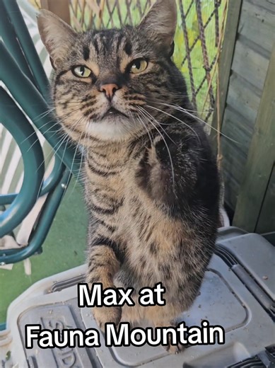 The Heartwarming Story of Three-Legged Max