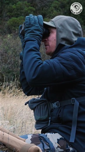 Hunting Alpine Chamois: Spotting, Calling, and Close Encounters! #shorts