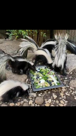 5K views · 306 reactions | Bring home a touch of the wild tamed with love, your next best friend wears stripes. #fyp #skunk #skunksoftiktok #skunkstripe令 #skunk2 | Yetitheabominable | Facebook