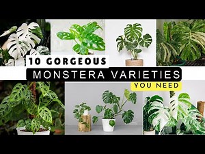 10 gorgeous monstera varieties you need in your plant collection
