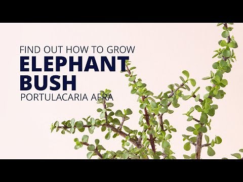 Find out why Portulacaria afra Elephant Bush is perfect in all your succulent arrangements!