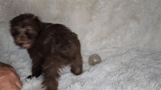 Schnoodle puppy for sale