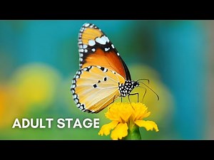 Learn The Metamorphosis Process of A Butterfly