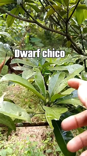 Lets plant a fruit n a seedling bags,or small drum para anytime pwde natin i transfer. #fruitlover #DwarfFruitTrees #highlightseveryonefollowers2025highlightseveryonefollowers2025 | Flocerfida Relos Azuela