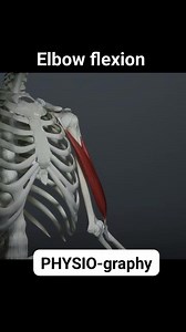 19K views · 248 reactions | Elbow flexion | PHYSIO-graphy | Facebook