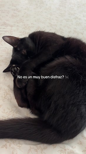 Disfraz de nubecita negra con gatos
