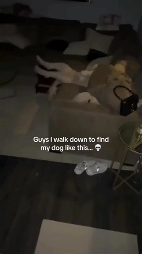 Goldendoodle on Instagram: "🔥 Meet the funniest pup ever in this hilarious video! 🔥 Don't miss out, turn on notifications or hit that follow button. 🐾 Click the link in bio for more adorable content. 🐶 If you want content removal, feel free to inbox us. #goldendoodle #funnypuppy #adorablepets #doglovers #puppyvideos cutedogs petsofinstagram doglife puppylove dogoftheday petcontent pawsome dogtales petstagram furryfriends petvideos puppiesofinsta dogsofig petlovers doodlelife puppytales dogso