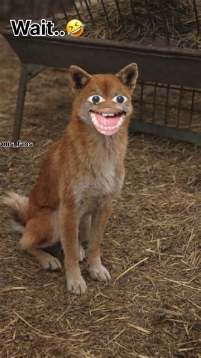 Wait..😂 बिल्ली 😺 का बच्चा पिया बकरी 🐐 का दूध 🤣 #oms_fans #funny #thetharpuns #OMS_k_fans #comedy