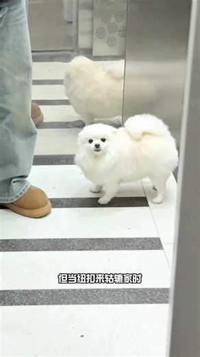 Can t you tell at a glance whether a dog has good character or not#My dog has become a