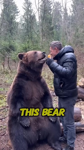1K views · 27 reactions | Friendship Between a Bear and Man 勞 #Friendship #Bear #Man #Intresting | Amazingfacts | Facebook