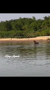 Woooo #animal #Yago #italian #funny #Amazing #fypシviralシ2024 #funnyreal #ad #yoga #amzing | laugh doctor