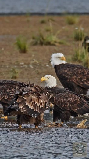 A mature and a juvenile bald eagle battle over salmon. No one was hurt in the end. Filmed in British Columbia, Canada. 🇨🇦 Canon C400 in Super 35 with Canon 200-800mm lens and 1.4x extender. ~ 1,680mm focal length. #wildlifevideos #wildlifecentral #wildlifeig #naturevideos #wildlifefriend #baldeagles #baldeagle #wildlifevideo #earthcapture #naturevideos yourshotphotographer | Henrik Nilsson