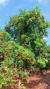 Lychees are ripe #lychee #fruit #fypfruit #fruitreels #summerfruit #summerfruitishere #naturefruit #fruitvideo | Jacky Zh