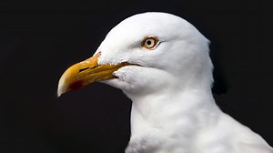 A Noble Vision of Gulls