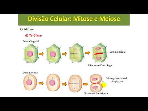 divisão celular - Mitose e Meiose