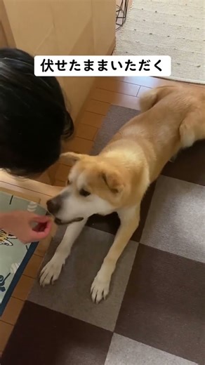 省エネ。 #doggo #大型犬のいる生活 #rescuedog #癒し #doggielife #保護犬を家族に #可愛い #犬のいる生活 #愛犬 #doglove #dogs