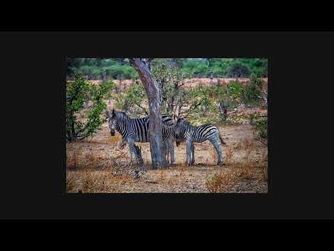 Saving Stripes: The Zebras of Botswana and Their Role in Ecosystem Conservation