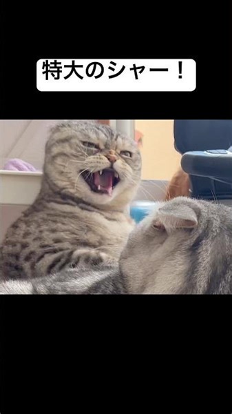 ベンツを巡る骨肉の争い勃発！？ #猫 #cat #shorts