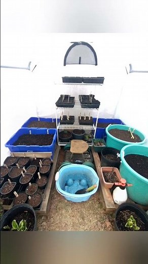 Greenhouse from Harbor Freight.. 6x6.. 👍🏼🌻😎 #LetsGrow