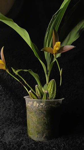 disfruten de mi bonito lycaste tanto como yo .#orquideas #orchid #orquídeasraras #lycastelassioglosa