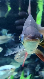 52 reactions | Flagtail prochilodus fish in the Amazon basin sift through organic sediment to find detritus to feed on. Because this means they end up swallowing large amounts of the sediment as well, they have a second stomach filled with mud to help them digest it! | Vancouver Aquarium | Facebook