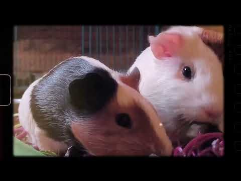 🐹 Cute Guinea Pig Eating Grass | So Adorable!