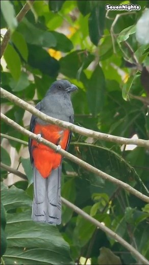 Discover Haiti's Wildlife #travel #discover #haiti #wildlife #animals #explore #nature #shorts